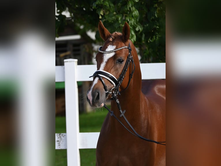 German Riding Pony Stallion 2 years 13,3 hh Chestnut-Red in Gomadingen