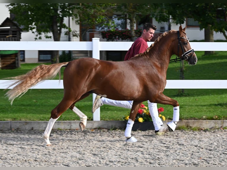 German Riding Pony Stallion 2 years 13,3 hh Chestnut-Red in Gomadingen