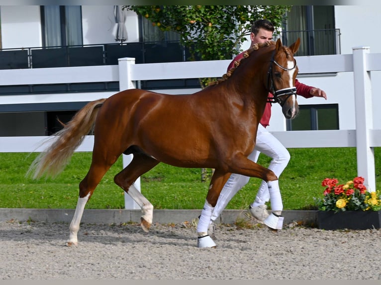 German Riding Pony Stallion 2 years 13,3 hh Chestnut-Red in Gomadingen