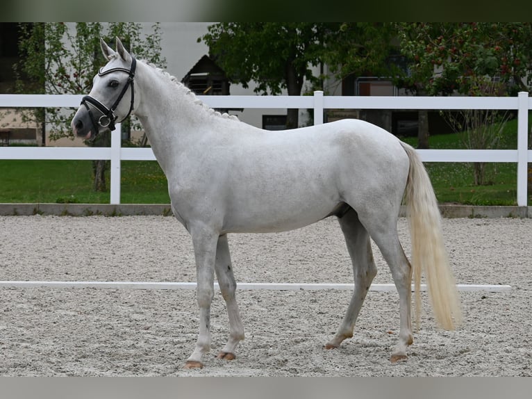 German Riding Pony Stallion 2 years 13.3 hh Grey in Gomadingen