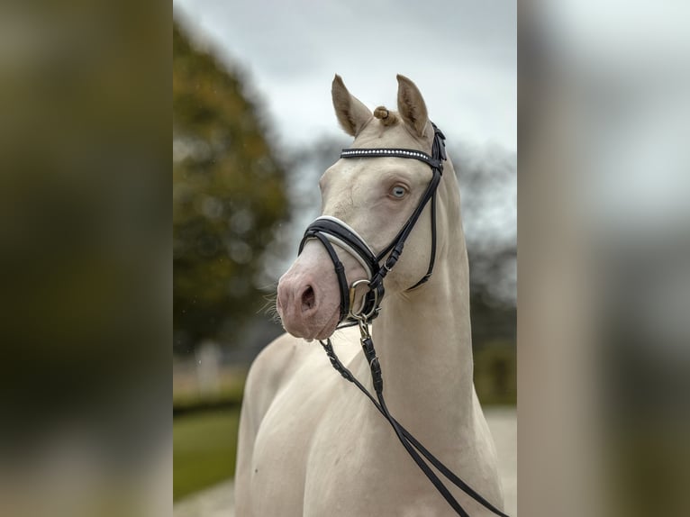 German Riding Pony Stallion 2 years 13,3 hh Perlino in Gomadingen