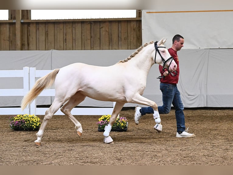 German Riding Pony Stallion 2 years 13,3 hh Perlino in Gomadingen