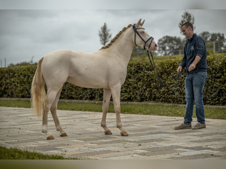 German Riding Pony Stallion 2 years 13,3 hh Perlino in Gomadingen