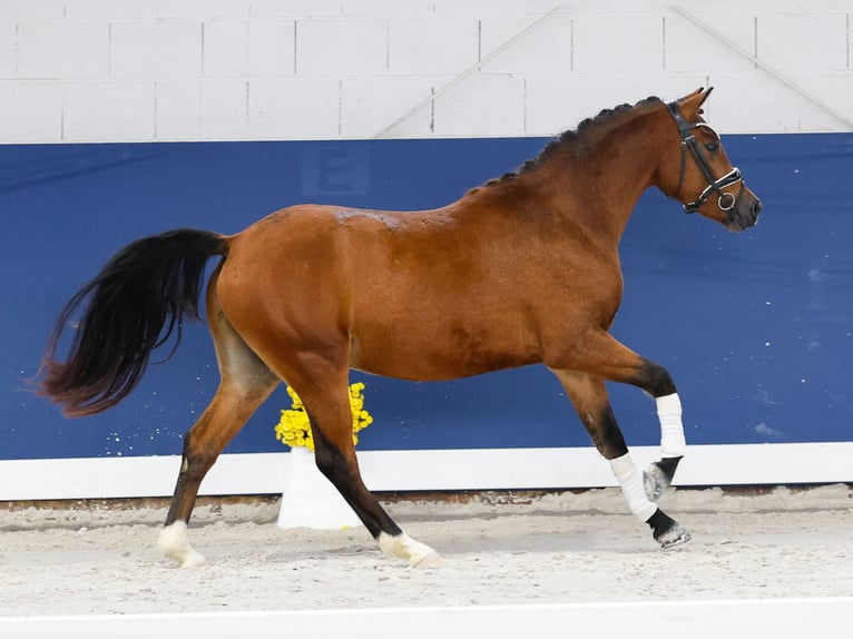 German Riding Pony Stallion 2 years 13,1 hh Brown in Marsberg