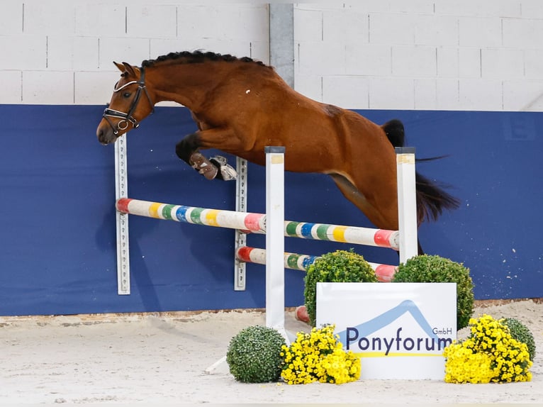 German Riding Pony Stallion 2 years 13,1 hh Brown in Marsberg
