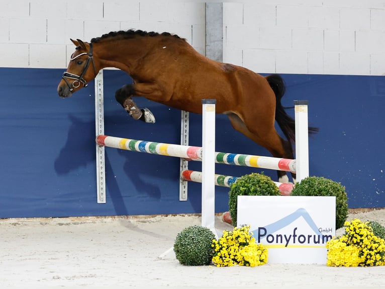 German Riding Pony Stallion 2 years 13,1 hh Brown in Marsberg
