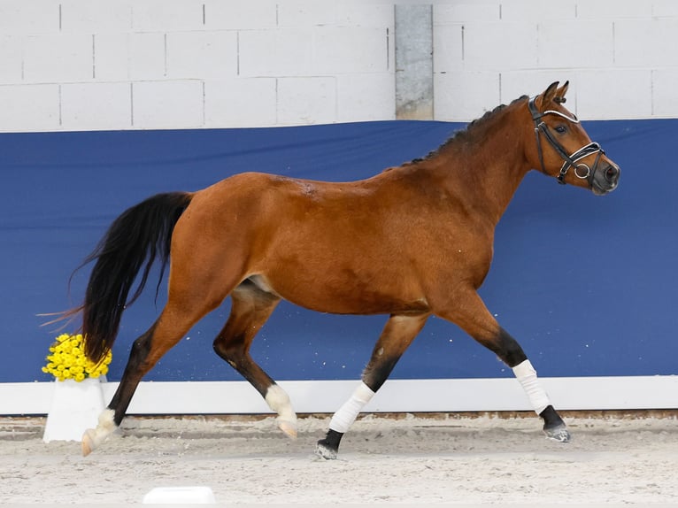 German Riding Pony Stallion 2 years 13,1 hh Brown in Marsberg