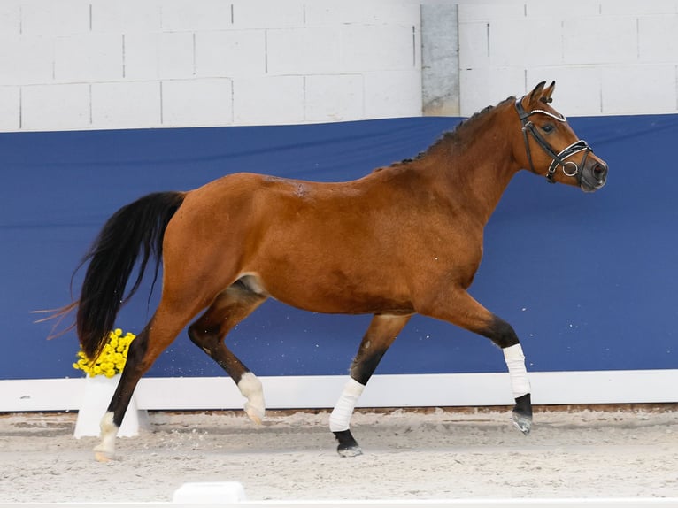 German Riding Pony Stallion 2 years 13,1 hh Brown in Marsberg