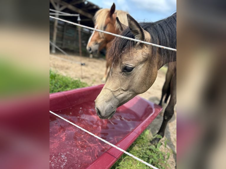 German Riding Pony Stallion 2 years 13,1 hh Buckskin in Much