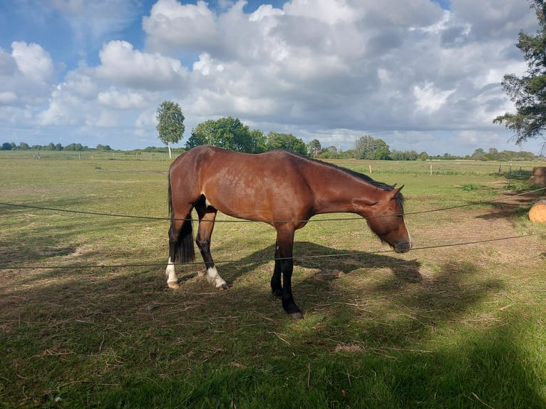German Riding Pony Stallion 2 years 13,2 hh Brown in Esens