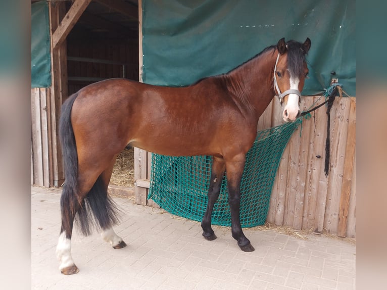 German Riding Pony Stallion 2 years 13,2 hh Brown in Esens
