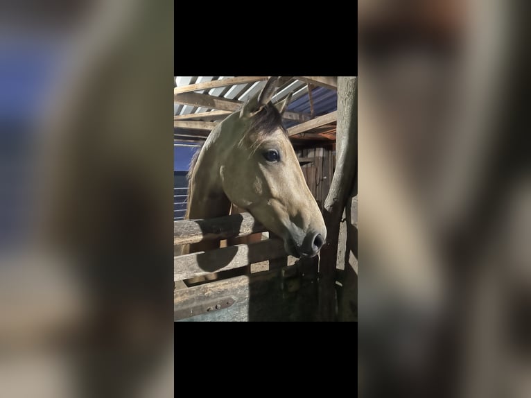 German Riding Pony Stallion 2 years 13,2 hh Buckskin in Damp