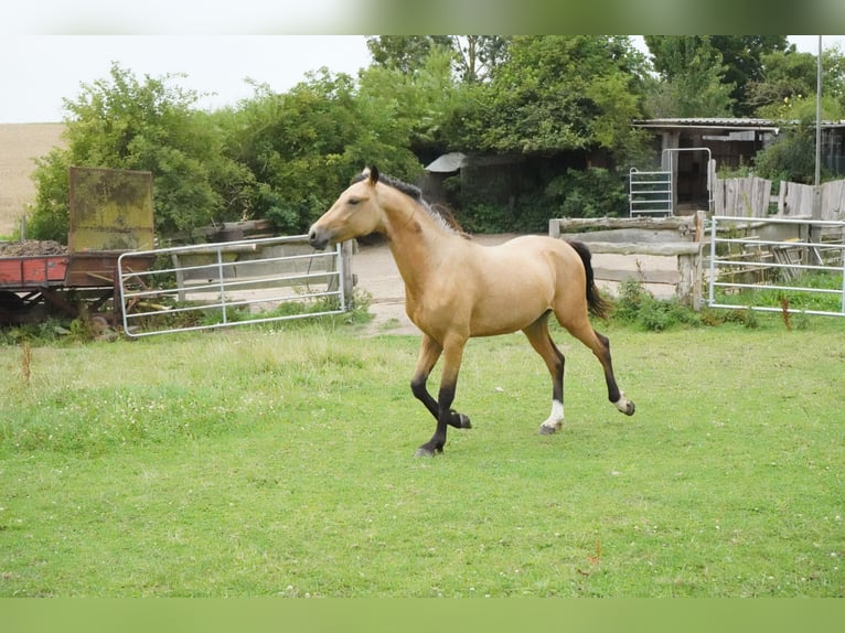German Riding Pony Stallion 2 years 13,2 hh Buckskin in Damp