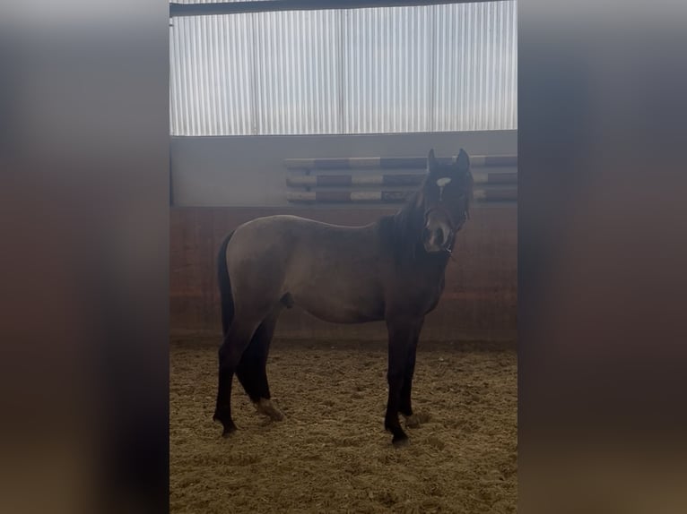 German Riding Pony Stallion 2 years 13,2 hh Buckskin in Much