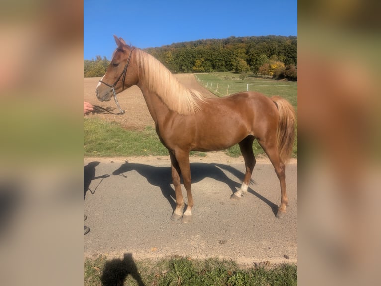 German Riding Pony Mix Stallion 2 years 13,2 hh Chestnut-Red in Kirchworbis
