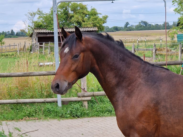 German Riding Pony Stallion 2 years 13,3 hh Bay-Dark in Rehfelde