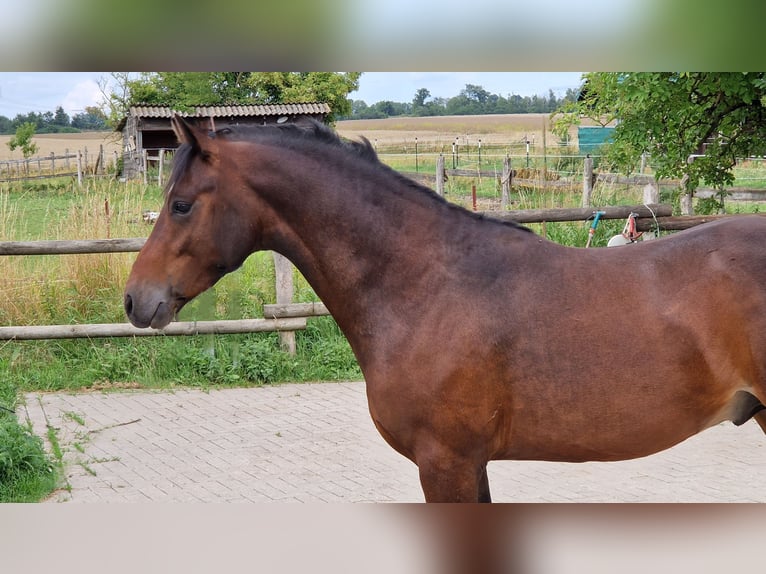 German Riding Pony Stallion 2 years 13,3 hh Bay-Dark in Rehfelde