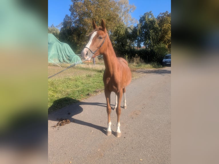 German Riding Pony Mix Stallion 2 years 13,3 hh Chestnut-Red in Kirchworbis