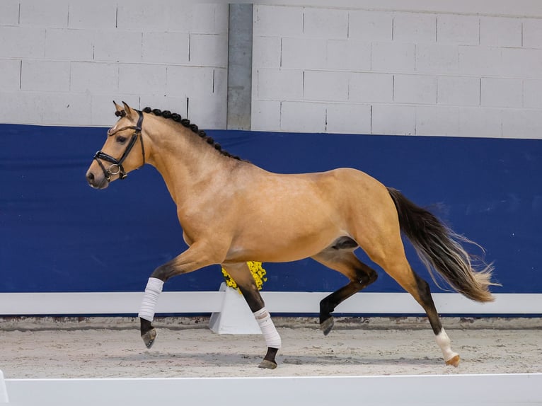 German Riding Pony Stallion 2 years 13,3 hh Dun in Marsberg