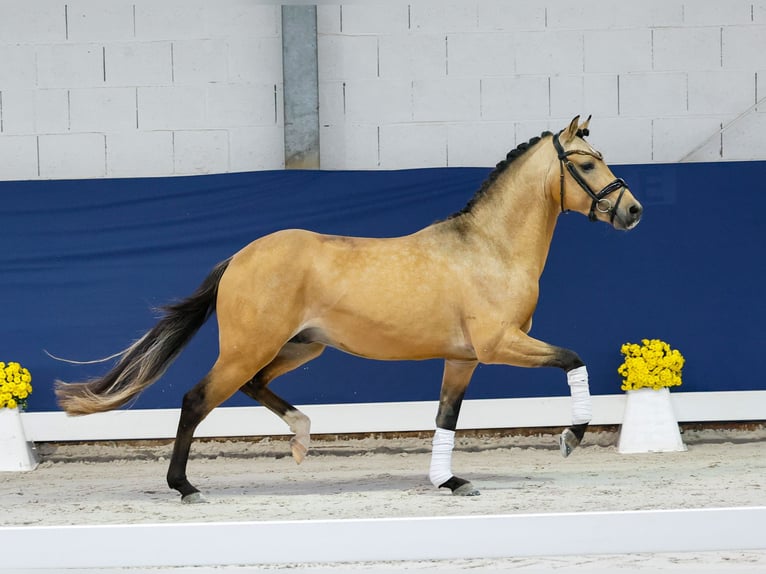 German Riding Pony Stallion 2 years 13,3 hh Dun in Marsberg