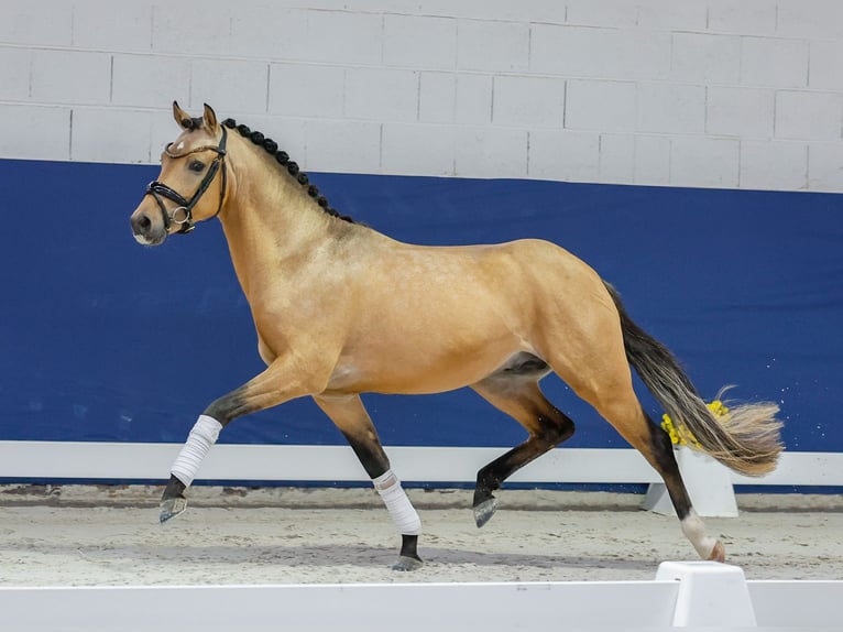 German Riding Pony Stallion 2 years 13,3 hh Dun in Marsberg