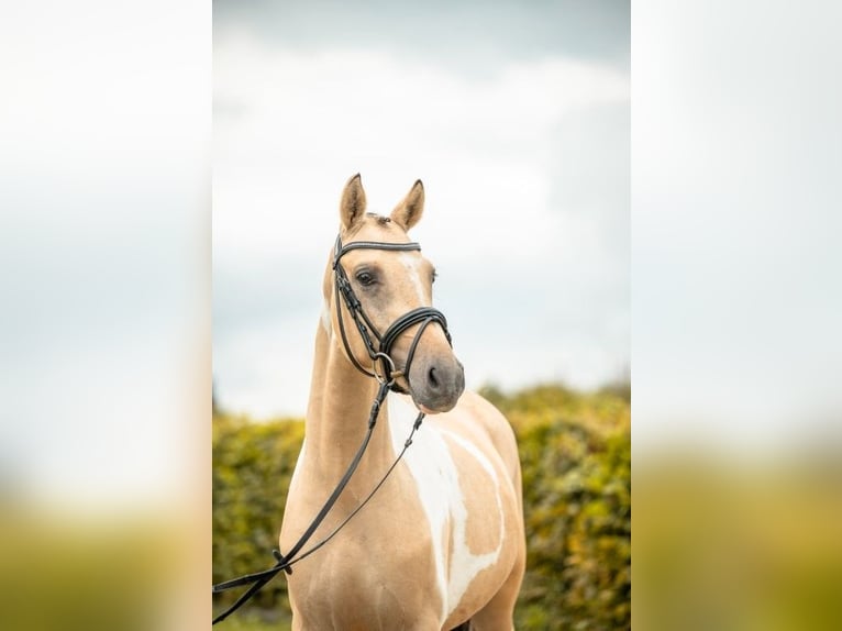 German Riding Pony Stallion 2 years 13,3 hh Tobiano-all-colors in Rudersberg