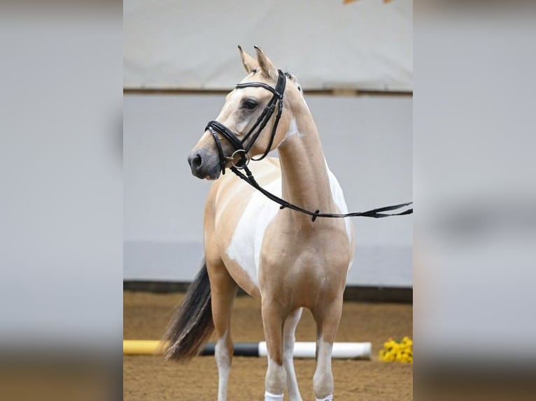 German Riding Pony Stallion 2 years 13,3 hh Tobiano-all-colors in Rudersberg