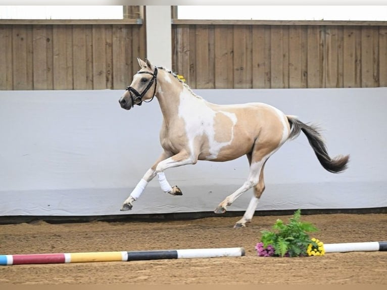 German Riding Pony Stallion 2 years 13,3 hh Tobiano-all-colors in Rudersberg