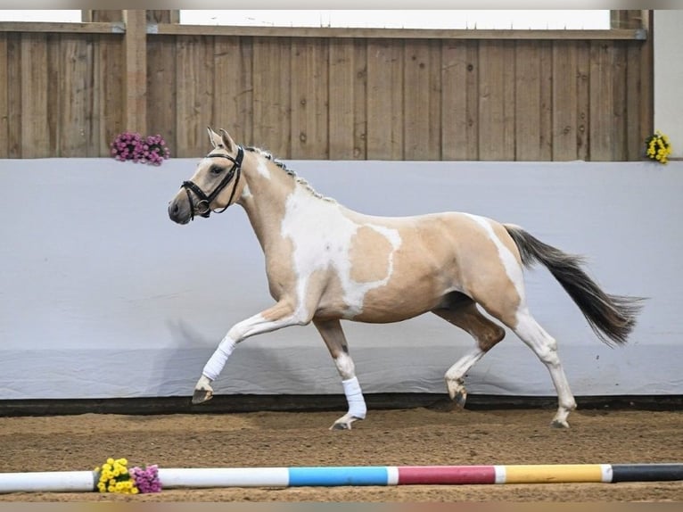 German Riding Pony Stallion 2 years 13,3 hh Tobiano-all-colors in Rudersberg