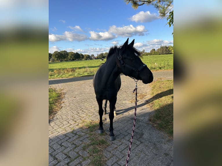 German Riding Pony Mix Stallion 2 years 14,1 hh Black in Ihlow Ludwigsdorf