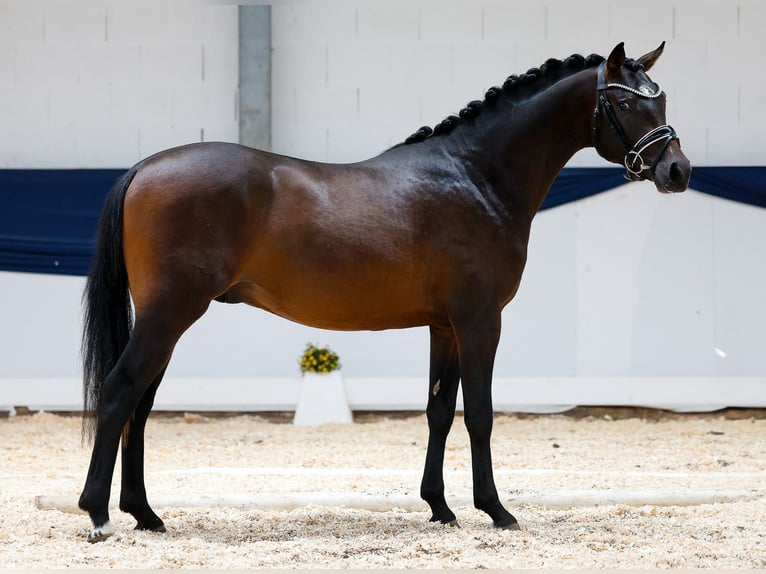 German Riding Pony Stallion 2 years 14,1 hh Brown in Marsberg