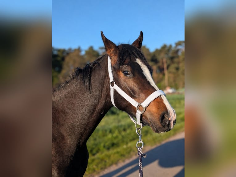 German Riding Pony Stallion 2 years 14.1 hh Brown in Burgwedel