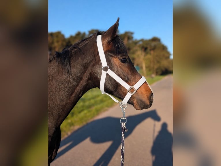 German Riding Pony Stallion 2 years 14.1 hh Brown in Burgwedel