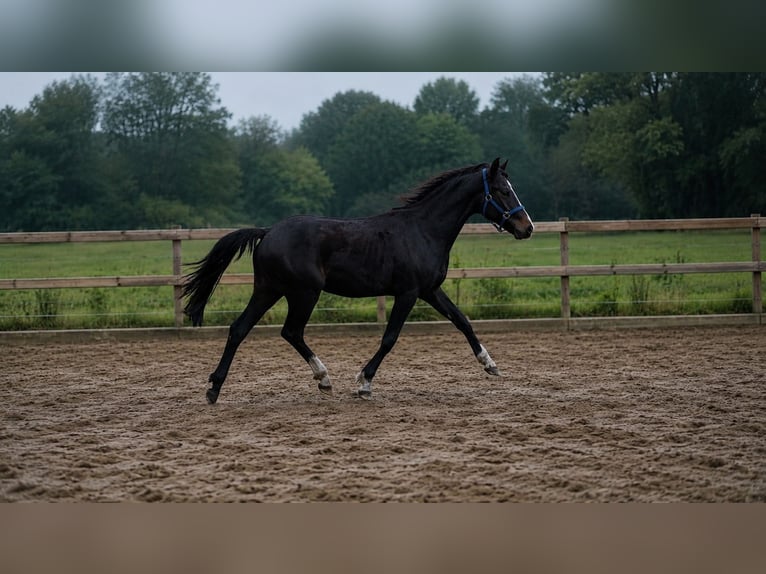 German Riding Pony Stallion 2 years 14.1 hh Brown in Burgwedel
