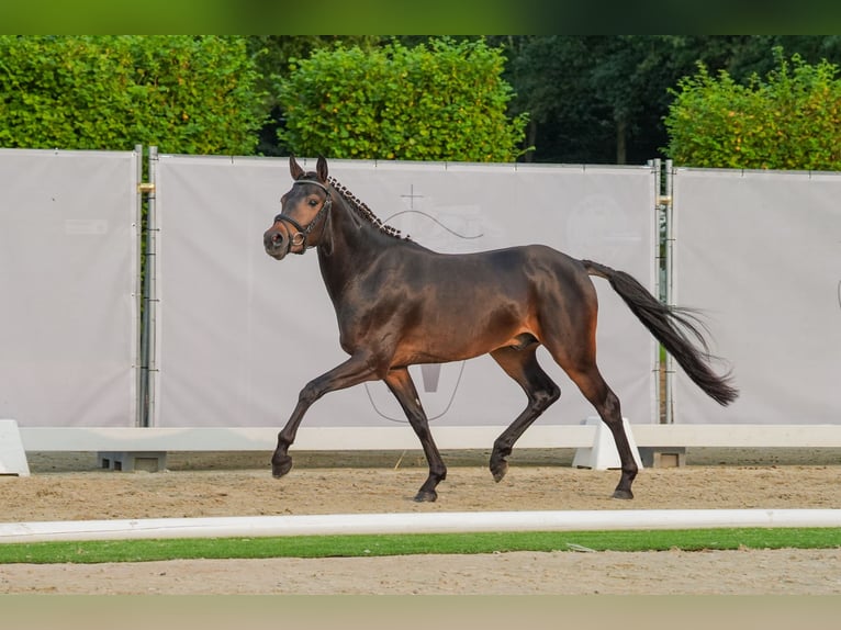 German Riding Pony Stallion 2 years 14,1 hh Brown in Ahaus