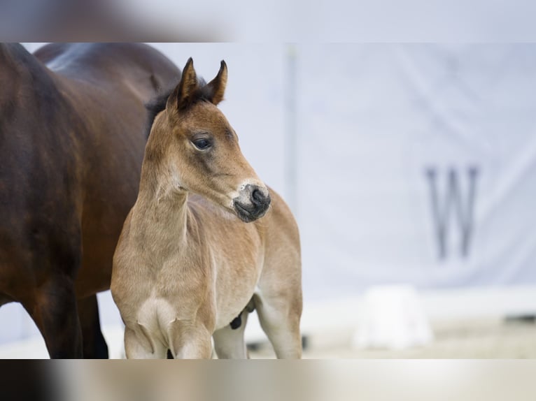 German Riding Pony Stallion 2 years 14,1 hh Brown in Ahaus