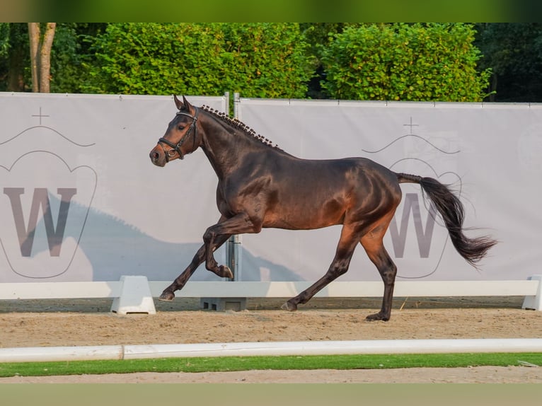 German Riding Pony Stallion 2 years 14,1 hh Brown in Ahaus