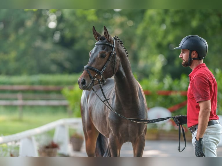 German Riding Pony Stallion 2 years 14,1 hh Brown in Ahaus