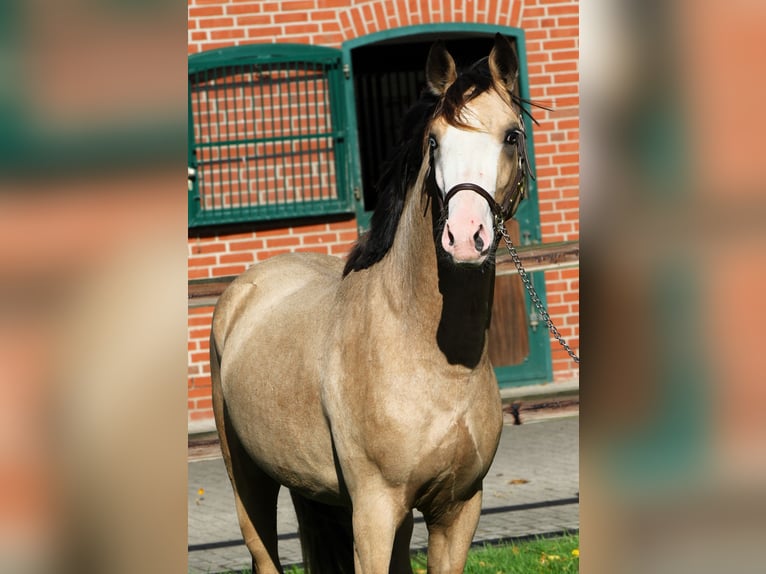 German Riding Pony Stallion 2 years 14,1 hh Buckskin in Rehburg-Loccum Münchehagen