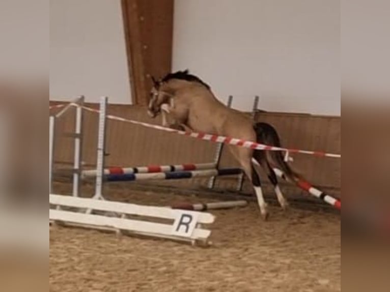 German Riding Pony Stallion 2 years 14,1 hh Buckskin in Rehburg-Loccum Münchehagen