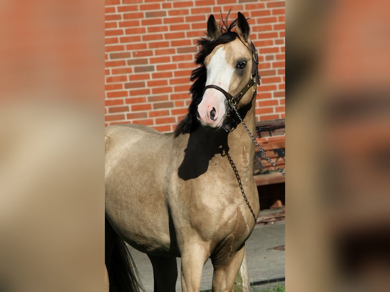 German Riding Pony Stallion 2 years 14,1 hh Buckskin in Rehburg-Loccum Münchehagen