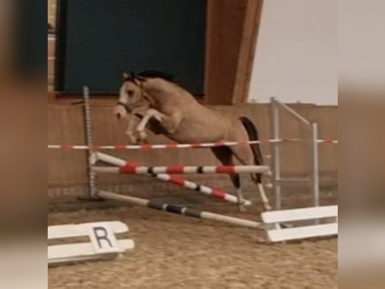 German Riding Pony Stallion 2 years 14,1 hh Buckskin in Rehburg-Loccum Münchehagen