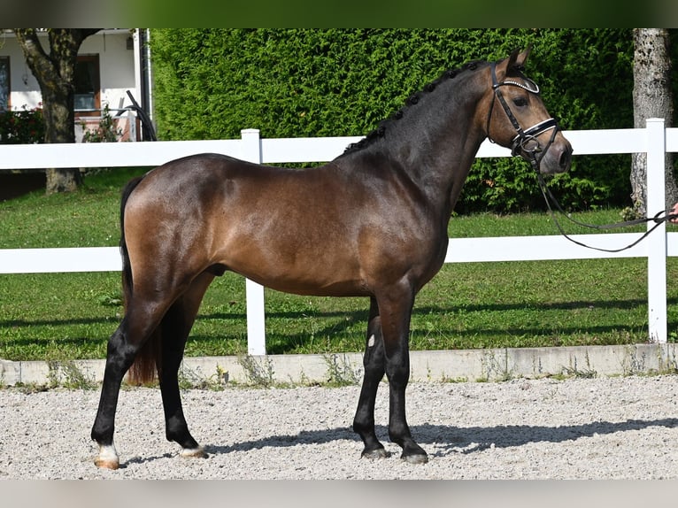 German Riding Pony Stallion 2 years 14,1 hh Buckskin in Gomadingen