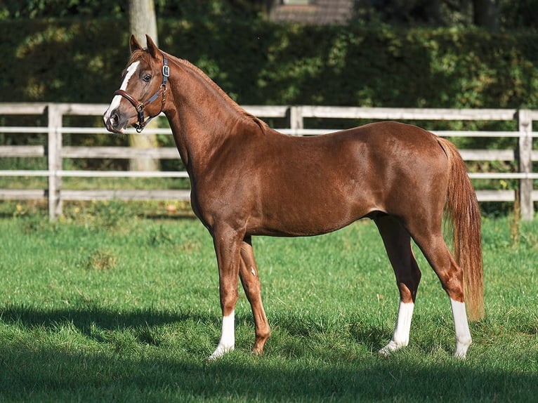 German Riding Pony Stallion 2 years 14,1 hh Chestnut-Red in Bedburg