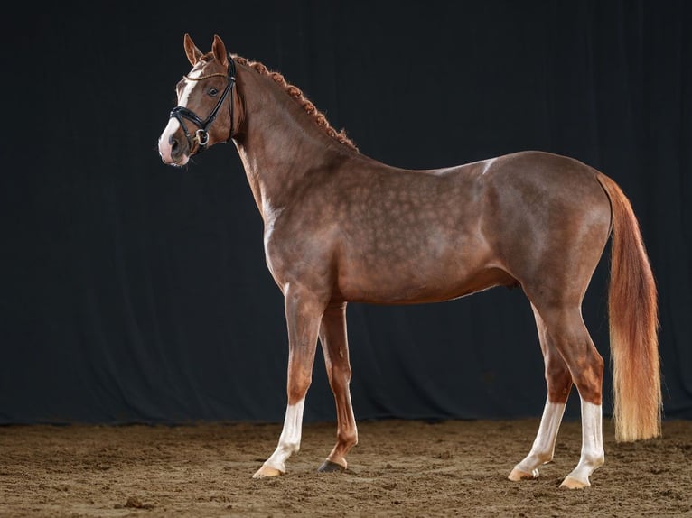 German Riding Pony Stallion 2 years 14,1 hh Chestnut-Red in Bedburg