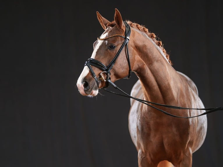 German Riding Pony Stallion 2 years 14,1 hh Chestnut-Red in Bedburg