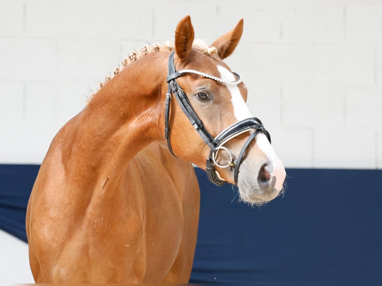 German Riding Pony Stallion 2 years 14.1 hh Chestnut-Red in Marsberg