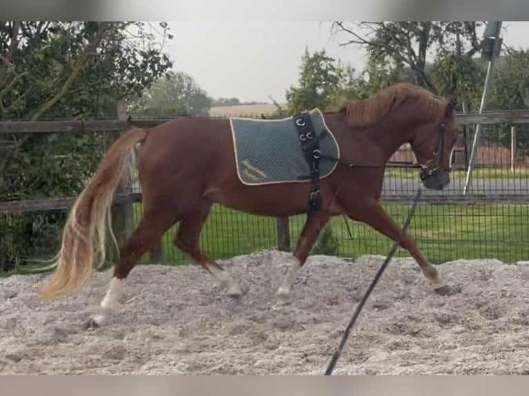 German Riding Pony Stallion 2 years 14,1 hh Chestnut-Red in Wallrode