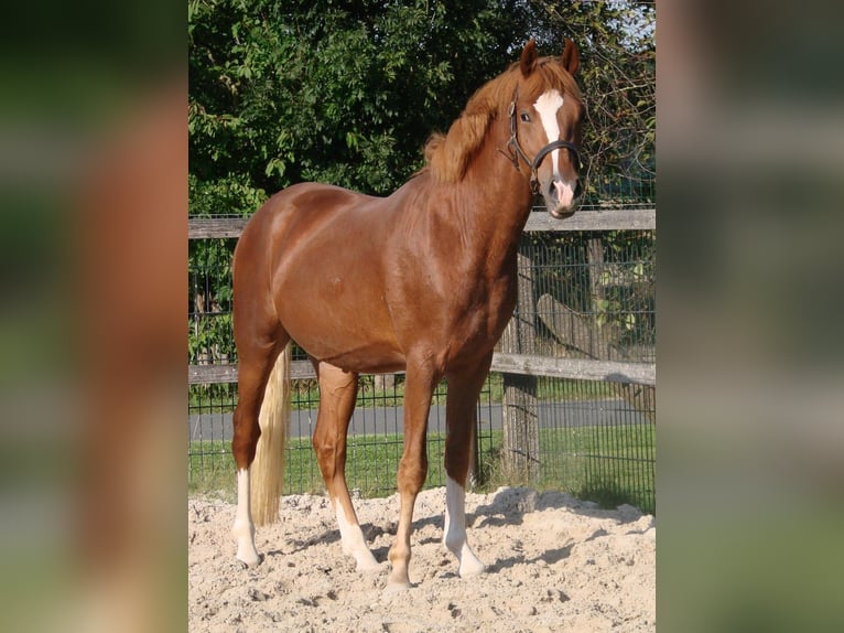 German Riding Pony Stallion 2 years 14,1 hh Chestnut-Red in Wallrode