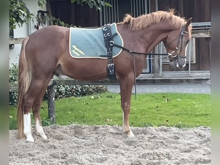 German Riding Pony Stallion 2 years 14,1 hh Chestnut-Red in Wallrode